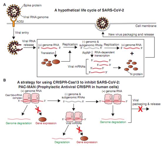 源井生物 Cell, 2020, doi:10.1016/j.cell.2020.04.020