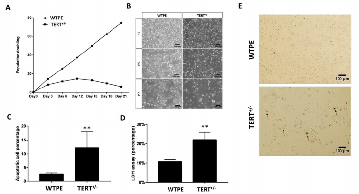 Tert+/-癌细胞生长迟缓，细胞加速死亡。