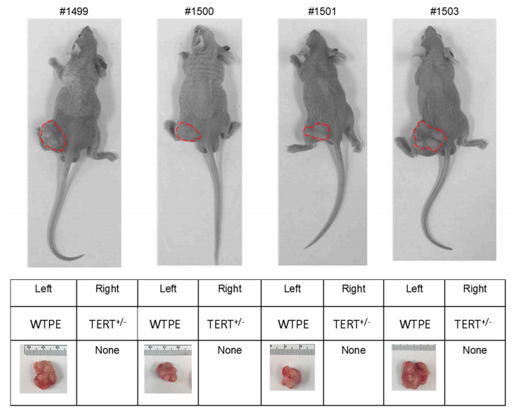 WT和TERT+/-Hela细胞在裸鼠体内的异种移植