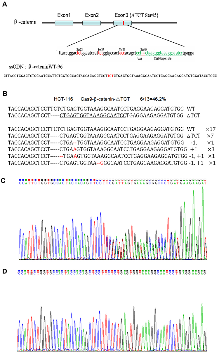 HCT-116细胞中β-cateninΔTCTser45的突变校正