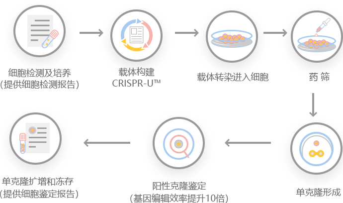 CRISPR-U™编辑的ARPE-19细胞模型的客制化产品流程