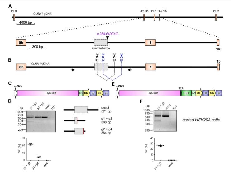 CRISPR-Cas9介导的CLRN1编辑