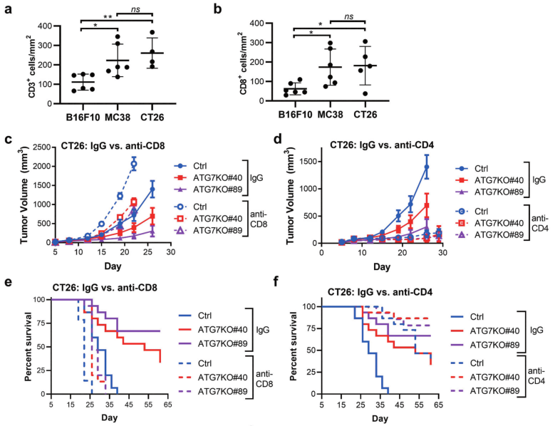 CD8+和CD4+T细胞对体内ATG7于癌细胞依赖性的影响