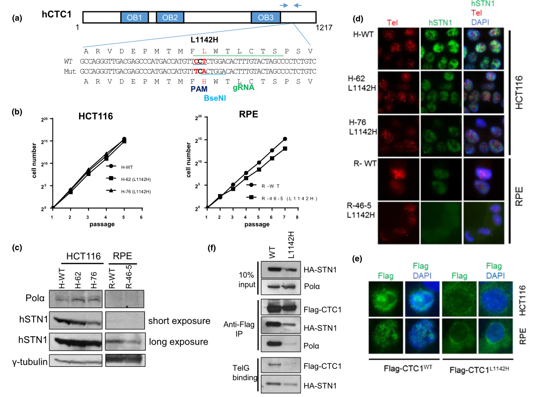 使用CRISPR/Cas9在HCT116和RPE细胞中产生CTC1 L1142H突变