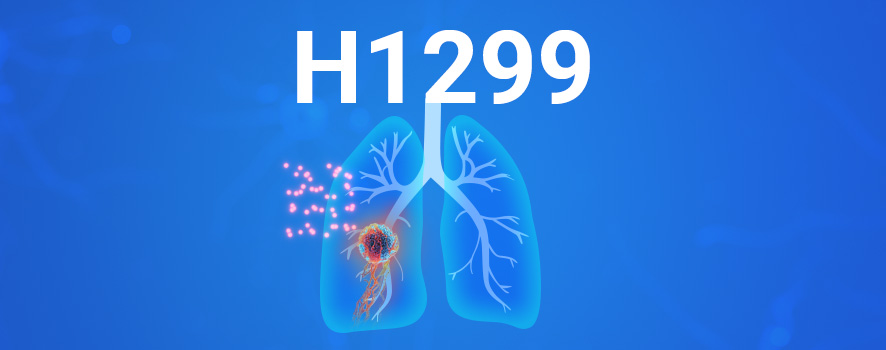 H1299细胞