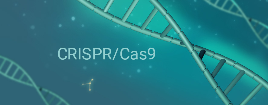 CRISPR/Cas9基因敲除细胞
