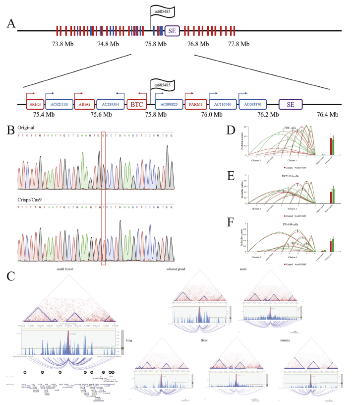 利用CRISPR/Cas9技术在SW480中引入SNP rs6854845 G > T突变，并探究该突变对染色体和基因表达的影响