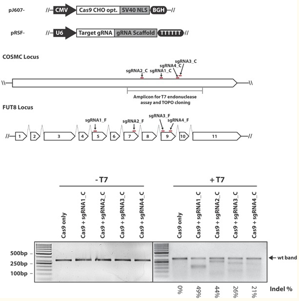 CRISPR/Cas9技术在CHO细胞中的应用