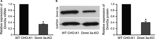 Dnmt3a 在野生型 (WT) 和敲除 (KO) CHO-K1 细胞中的表达水平