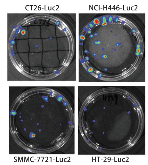 Luc2阳性细胞株的生物发光检测