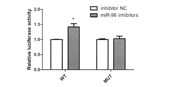 HK2细胞共转染miR-96-5P inhibitor和野生型/突变型载体后荧光活性的测定