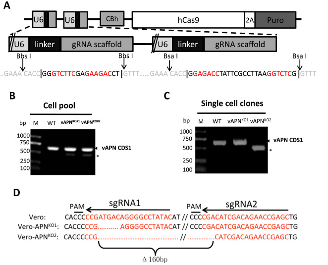 通过 CRISPR/Cas9 在Vero 细胞中敲除vAPN 基因