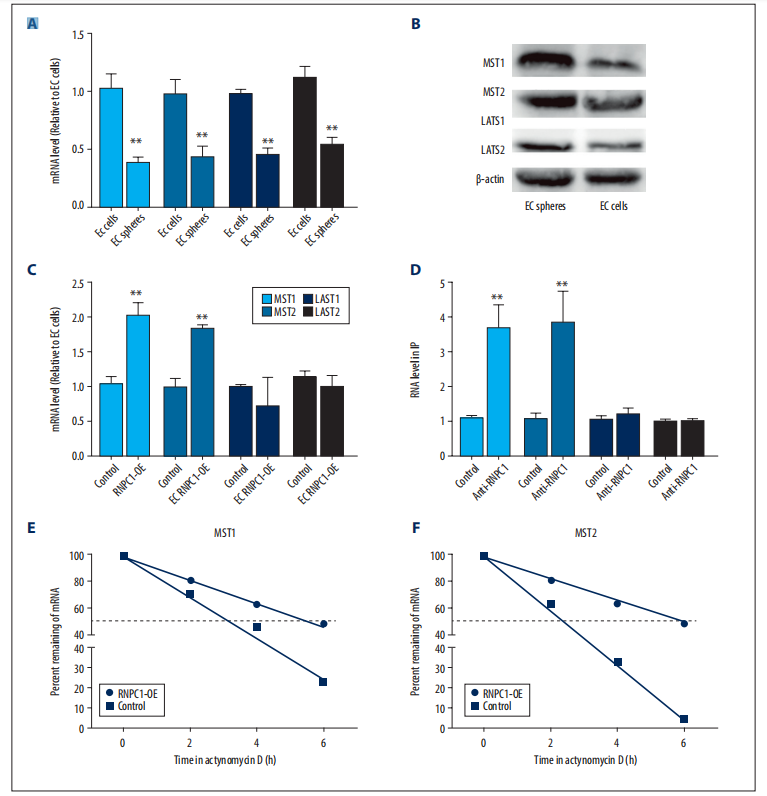 EC细胞球内过表达RNPC1增强了MST1/2 mRNA的稳定性