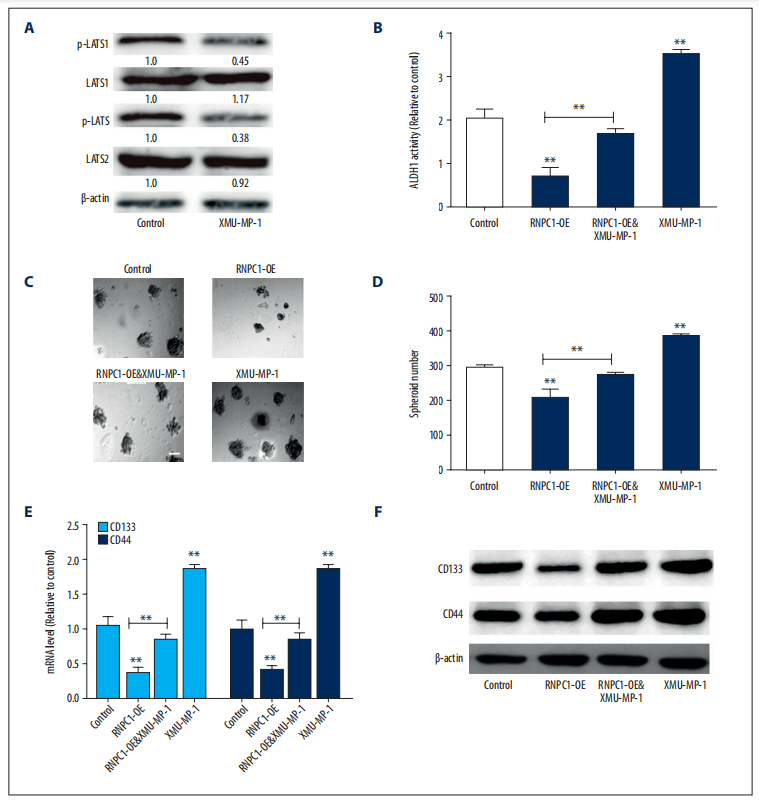 RNPC1通过与MST1/2结合，激活了Hippo通路，从而减弱EC细胞球的干性