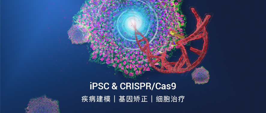 iPS细胞与CRISPR/Cas9基因编辑