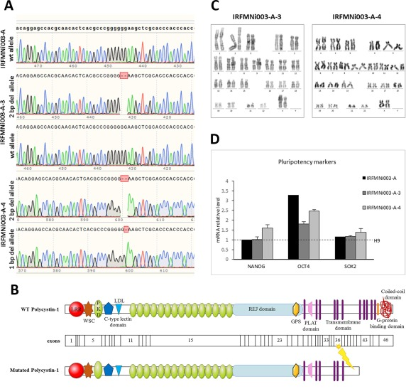 使用CRISPR-Cas9技术在PKD1基因中产生了杂合敲除与纯合敲除的等基因iPS细胞系
