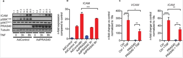 PRAS40过表达减弱内皮细胞中的mTORC1依赖性促炎信号传导