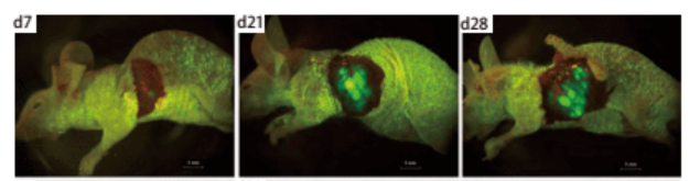 裸鼠原为移植瘤活体荧光成像