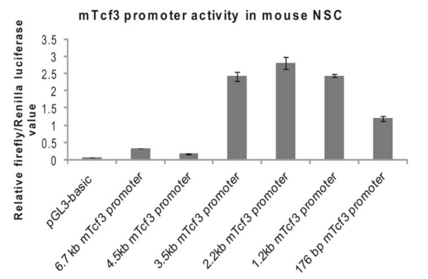 使用荧光素报告基因检测mTcf3启动子表达活性