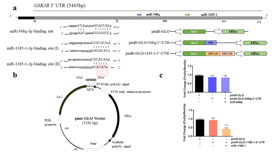 使用双荧光素酶报告系统验证GCK3B是miR-1185-1的靶基因