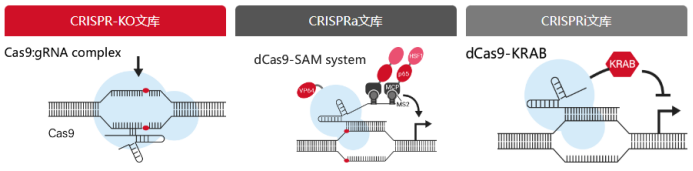 CRISPR文库类型：敲除文库（CRISPR-KO）、激活文库（CRISPRa）、抑制文库（CRISPRi）