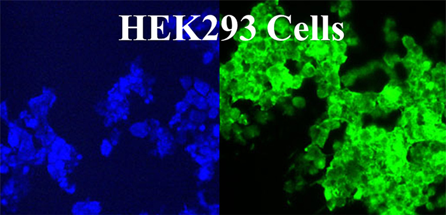 HEK293细胞，293细胞