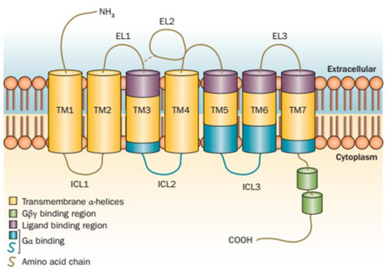 GPCR的7次跨膜结构示意图