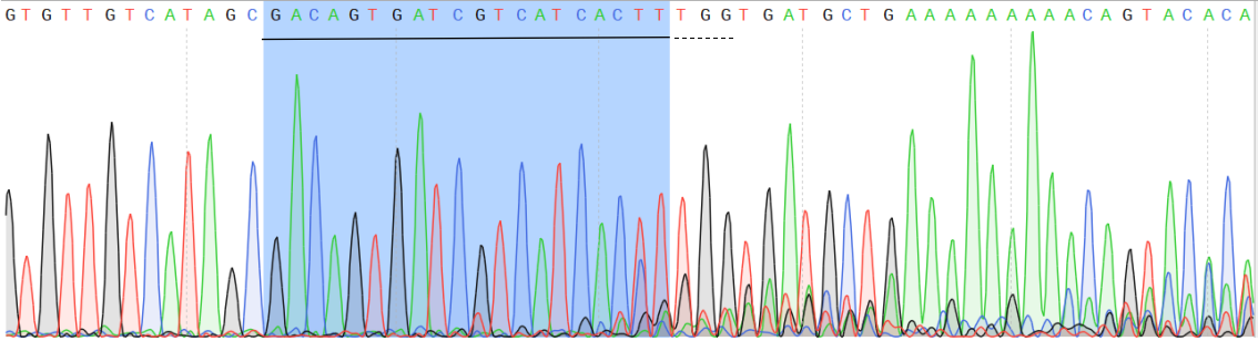使用RNP构建的iPSC点突变细胞持sanger测序结果