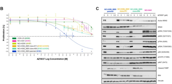 AZ’8037对KRAS突变细胞模型活力影响及免疫印迹分析