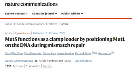 MutS functions as a clamp loader by positioning MutL on the DNA during mismatch repair