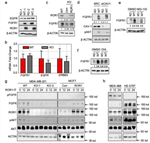 构建ROR1敲除MDA-MB-231细胞系验证ROR1是乳腺癌治疗的一个潜在靶点