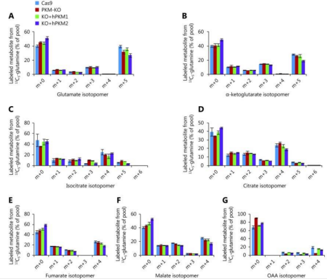 使用CRISPR/Cas9构建PKM1敲除、PKM2敲除、PKM敲除4T1细胞系进行研究，发现PKM2在促进还原性谷氨酰胺代谢和维持质子稳态中起关键作用