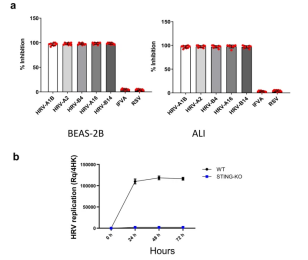 STING敲除BEAS-2B细胞验证HRV复制需要STING