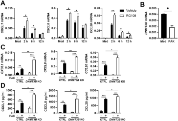 敲除BEAS-2B支气管上皮细胞中的DNMT3B发现会促进体外铜绿假单胞菌诱导的趋化因子产生