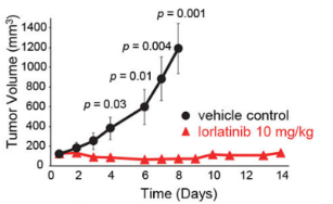 Lorlatinib抑制剂对肺癌靶点CLIP1-LTK融合蛋白阳肿瘤性的抑制