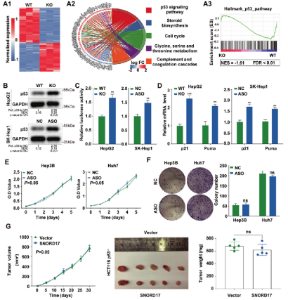  p53介导SNORD17对HCC细胞生长的影响