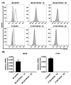 使用CRISPR/Cas9构建和鉴定TNFR2基因敲除的MC38和CT26结肠癌细胞