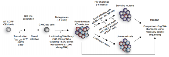 HIV宿主依赖因子的全基因组CRISPR筛选