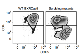 流式细胞分析(代表3个独立实验)量化野生型GXRCas9细胞和用全基因组sgRNA文库转染并连续感染HIV-1株JR-CSF的GXRCas9细胞表面CD4和CCR5的表达。