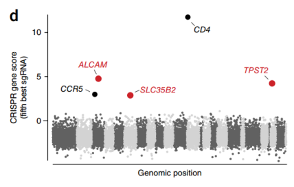 HIV感染后对各基因的第5大富集sgRNA的丰度进行log2转化的折叠变化。
