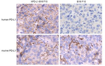 B16-F10肿瘤中PD-L1成像