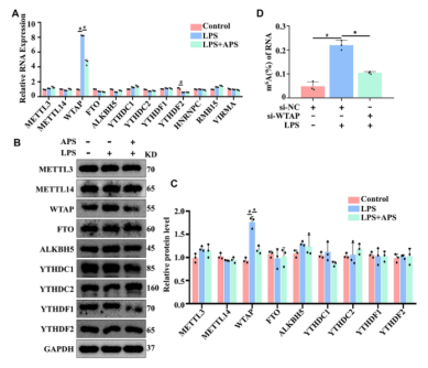 APS降低Lps诱导的THP-1巨噬细胞WTAP基因表达