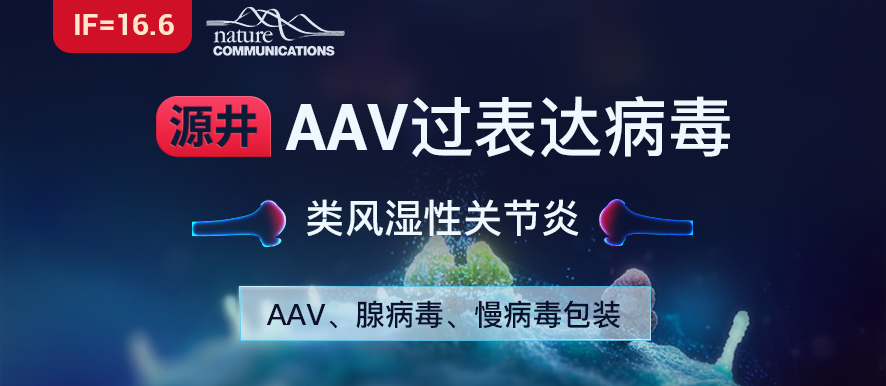 腺相关病毒（AAV）包装