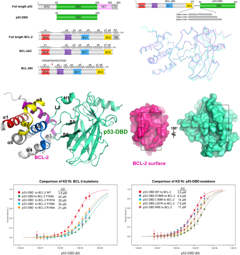 p53与抗凋亡蛋白BCL-2的复合物结构。