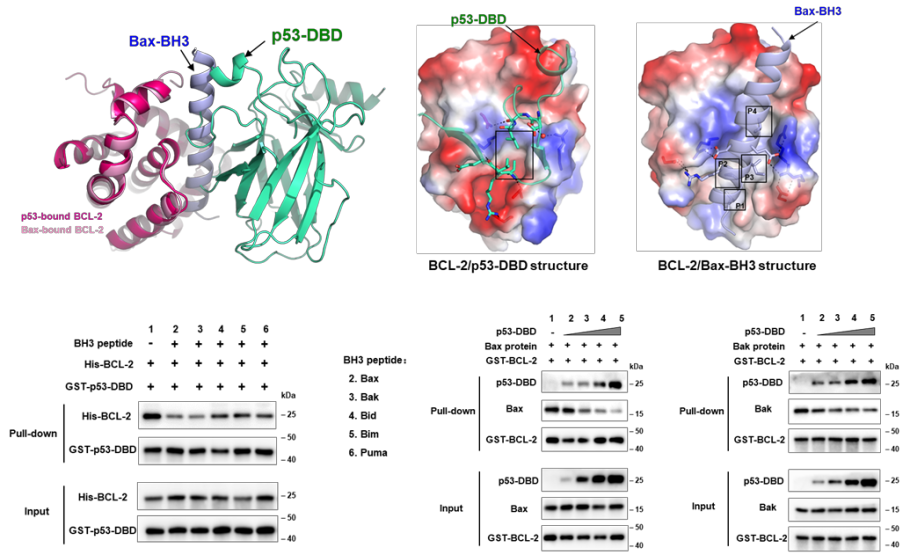 p53竞争性抑制BCL-2与BCL-2家族促凋亡蛋白的相互作用。