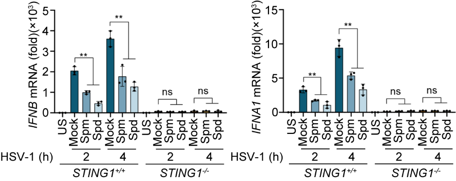 精胺及亚精胺选择性抑制cGAS-STING信号通路