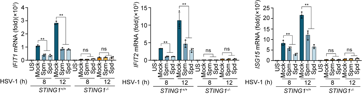 精胺及亚精胺抑制HSV-1感染诱导的干扰素刺激基因（ISGs）的表达