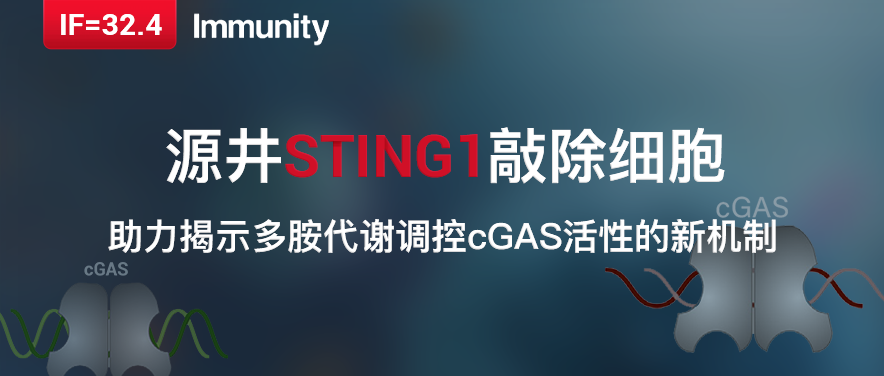 IF=32.4|源井STING1基因敲除细胞助力揭示多胺代谢调控cGAS活性的新机制