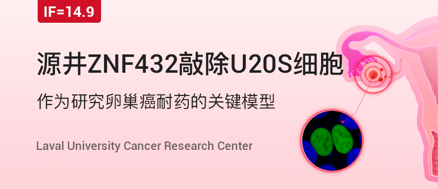 ZNF432基因敲除U2OS细胞助力发现卵巢癌耐药相关因子