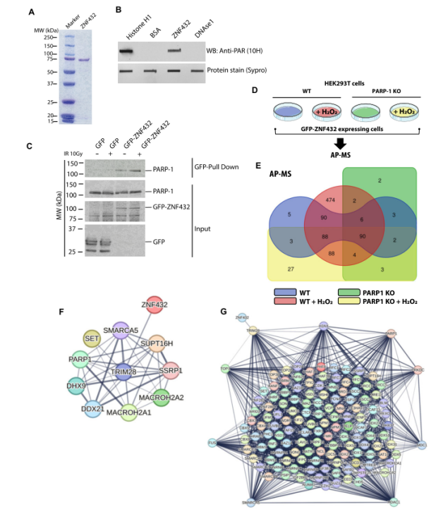 ZNF432与PAR和PARP-1的相互作用